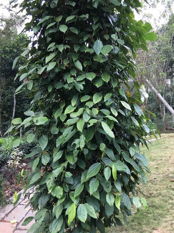 Harmony Farm Wayanad Villa Sultan Bathery Exterior foto