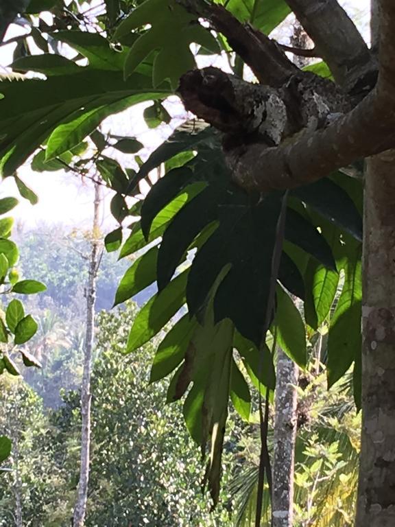 Harmony Farm Wayanad Villa Sultan Bathery Exterior foto